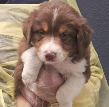 Forrest -  Australian Shepherd Dog Available for Adoption in Hollister, Missouri - Forrest | PetCurious