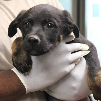 Shepherd and Australian Shepherd Dogs Available for Adoption in Cleveland, Mississippi - Chocolate Chess Pie | PetCurious