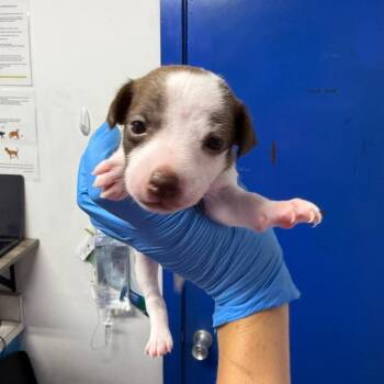 Sorbet -  Whippet Dog for Adoption in Wahiawa, Hawaii - Sorbet | PetCurious