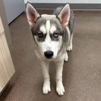 Drift -  Husky Dog for Adoption in Chattanooga, Tennessee - Drift | PetCurious