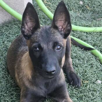 Bail DD -  Belgian Shepherd Malinois Dog for Adoption in Austin, Texas - Bail DD | PetCurious