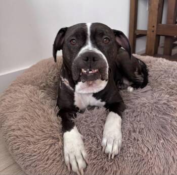 Rescue American Bulldog Dogs for Adoption in Philadelphia, Pennsylvania - Mona Lisa | PetCurious