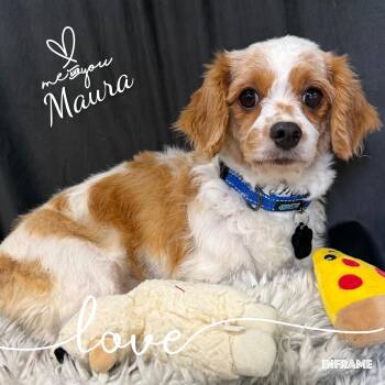 Maura -  Cavapoo Dog for Adoption in Fredericksburg, Virginia - Maura | PetCurious