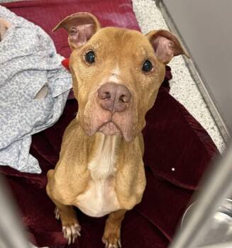 American Staffordshire Terrier and Mixed Breed Dogs Available for Adoption in New York, New York - Astro | PetCurious