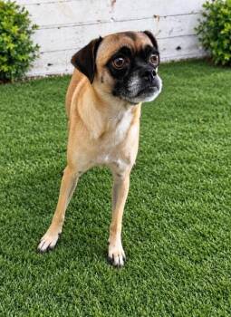 Star -  Pug and Mixed Breed Dog for Adoption in Severance, Colorado - Star | PetCurious