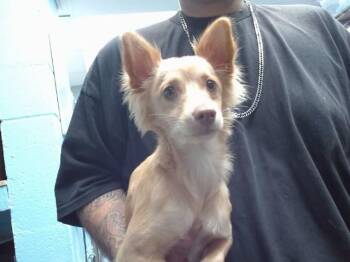 MILANIA -  Chihuahua and Mixed Breed Dog for Adoption in Albuquerque, New Mexico - MILANIA | PetCurious
