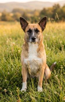 Sissy -  Cattle Dog and Shepherd Dog for Adoption in Ennis, Texas - Sissy | PetCurious