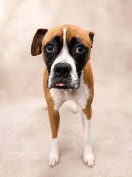 Esther -  Boxer and Mixed Breed Dog for Adoption in Hardeeville, South Carolina - Esther | PetCurious