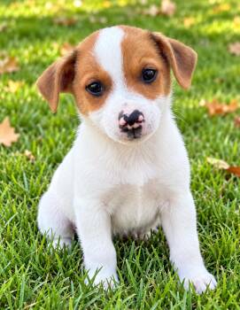 Gordy -  Jack Russell Terrier and Rat Terrier Dog for Adoption in New Baltimore, Michigan - Gordy | PetCurious