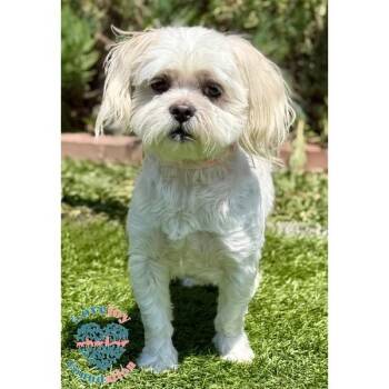 Shih Tzu Dogs Available for Adoption in Inglewood, California - Bory | PetCurious