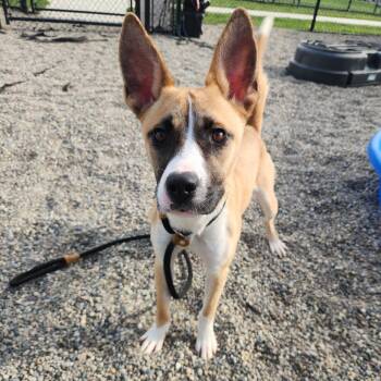 Lulu -  Husky Dog for Adoption in Fort Wayne, Indiana - Lulu | PetCurious