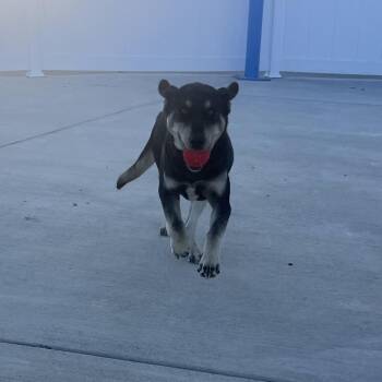 Ruby -  Shepherd and Hound Dog for Adoption in Harrisonburg, Virginia - Ruby | PetCurious