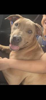 Pit Bull Terrier and American Staffordshire Terrier Dogs Available for Adoption in Baltimore, Maryland - Billy | PetCurious