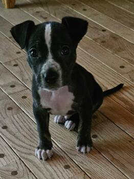 Arden -  Pit Bull Terrier Dog for Adoption in Irwin, Pennsylvania - Arden | PetCurious