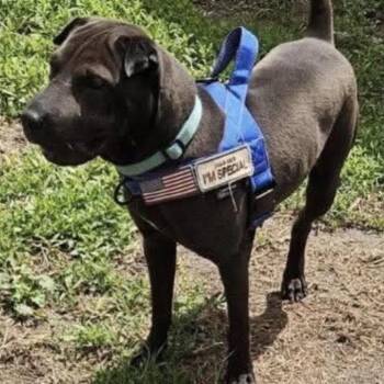Shar Pei Dogs Available for Adoption in Normal, Illinois - Elli | PetCurious