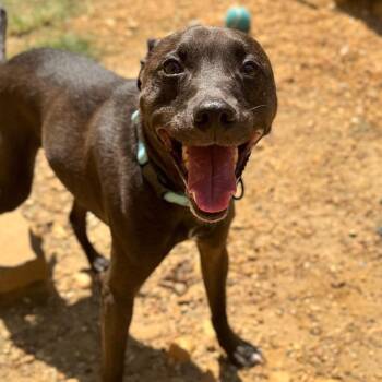 Hustle -  Mixed Breed Dog for Adoption in Fredericksburg, Virginia - Hustle | PetCurious