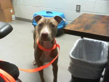 A1269913 -  Pit Bull Terrier Dog for Adoption in Charlotte, North Carolina - A1269913 | PetCurious