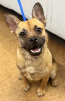 Rescue Terrier and Mixed Breed Dogs for Adoption in Madera, California - Meatloaf | PetCurious