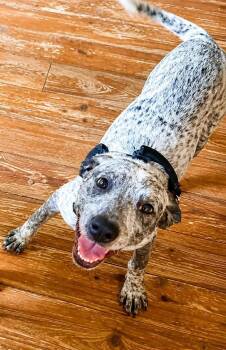 Birdie -  Australian Cattle Dog Blue Heeler Dog for Adoption in Melbourne, Florida - Birdie | PetCurious