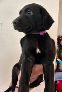 Cruella De Vil -  Labrador Retriever and Mixed Breed Dog for Adoption in Los Angeles, California - Cruella De Vil | PetCurious