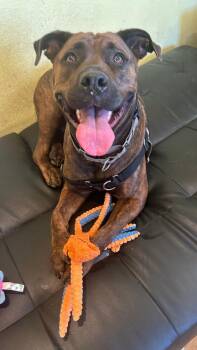 Portia -  Mixed Breed and Pit Bull Terrier Dog for Adoption in Austin, Texas - Portia | PetCurious