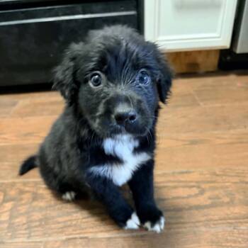 Firecracker -  Retriever and Mixed Breed Dog for Adoption in Olathe, Kansas - Firecracker | PetCurious