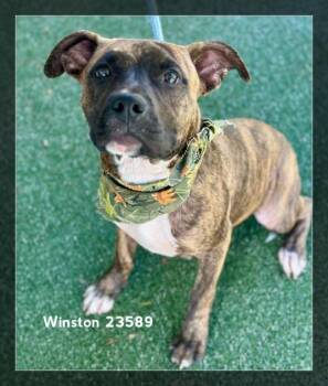 WINSTON -  Hound and Pit Bull Terrier Dog for Adoption in Marietta, Georgia - WINSTON | PetCurious
