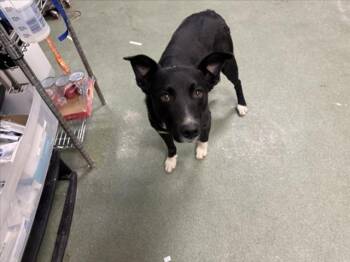 Mixed Breed Dogs Available for Adoption - LUCCA | PetCurious