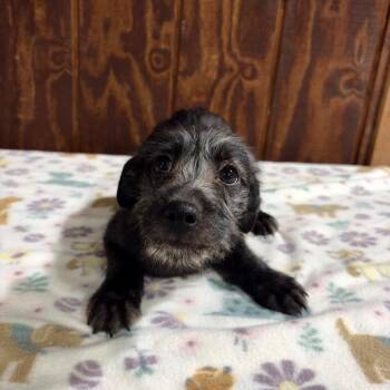 Pup 1 -  Wire Fox Terrier Dog for Adoption in Harlingen, Texas - Pup 1 | PetCurious