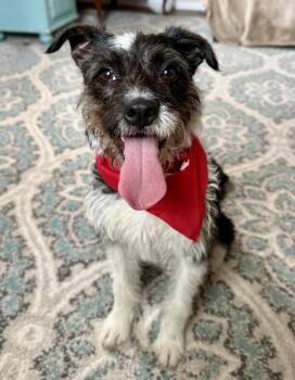 Delilah -  Terrier Dog Available for Adoption in San Leon, Texas - Delilah | PetCurious