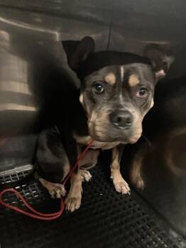 Rescue American Bulldog Dogs for Adoption in Dallas, Texas - TIOGA | PetCurious