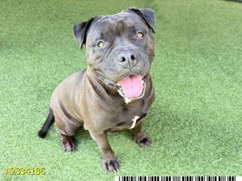 MERCEDES -  Mixed Breed Dog for Adoption in West Palm Beach, Florida - MERCEDES | PetCurious