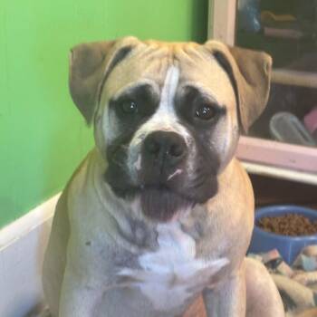 Ozzy -  Boxer and American Bulldog Dog for Adoption in New Smyrna Beach, Florida - Ozzy | PetCurious