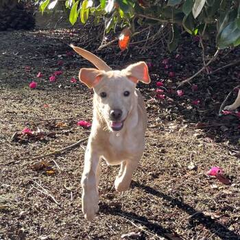 Rescue Labrador Retriever Dogs for Adoption in Oceanside, California - Osha | PetCurious