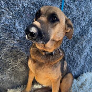 Rescue Shepherd and Mixed Breed Dogs for Adoption in San Diego, California - Sakura | PetCurious