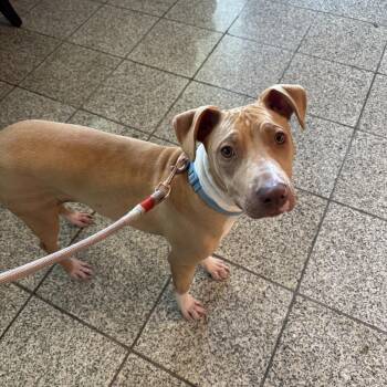 Sophie -  Mixed Breed Dog for Adoption in San Francisco, California - Sophie | PetCurious