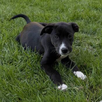 Australian Shepherd and Mixed Breed Dogs Available for Adoption in Eastford, Connecticut - NY Maxine Avail Apr 25 (Tractor Supply Patterson NY) | PetCurious