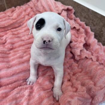 Friend Bear -  Boxer and Mixed Breed Dog for Adoption in Kanab, Utah - Friend Bear | PetCurious