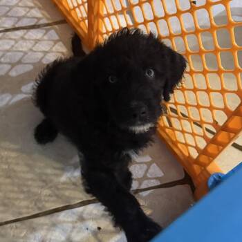 Berkeley -  Poodle Dog for Adoption in Anahuac, Texas - Berkeley | PetCurious