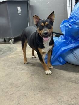 Rescue Mixed Breed Dogs for Adoption in Fort Worth, Texas - Gremlin | PetCurious