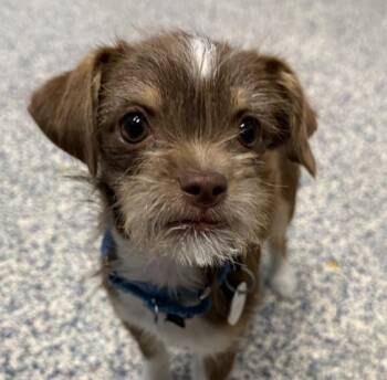 Chihuahua Dogs Available for Adoption in Golden, Colorado - Juliet | PetCurious