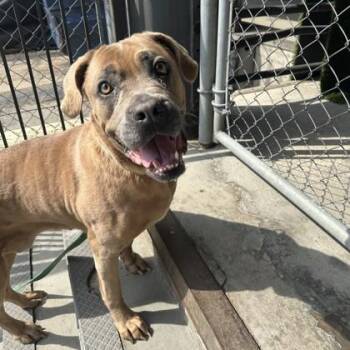 Mastiff and Mixed Breed Dogs Available for Adoption in Richmond, Virginia - Darla | PetCurious