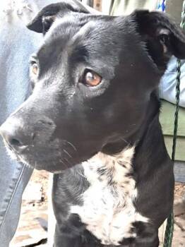 Labrador Retriever and Mixed Breed Dogs Available for Adoption - Daisy Jane | PetCurious