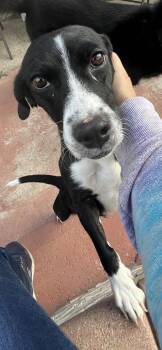 Beagle and Hound Dogs Available for Adoption in Pomona, California - Minnie | PetCurious