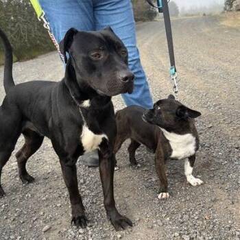 Pit Bull Terrier Dogs Available for Adoption - Jax | PetCurious