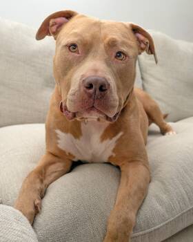 Rescue American Bully Dogs for Adoption in Westminster, Massachusetts - Meatball | PetCurious