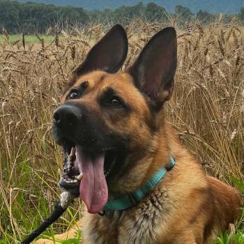 Yeezy (26-261) -  German Shepherd Dog Dog for Adoption in New Ringgold, Pennsylvania - Yeezy (26-261) | PetCurious