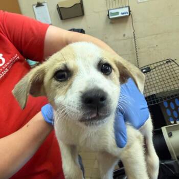 Terrier Dogs Available for Adoption in Birmingham, Alabama - Puck | PetCurious