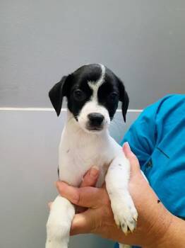 ChiChi -  Chihuahua and Mixed Breed Dog for Adoption in Beatrice, Nebraska - ChiChi | PetCurious