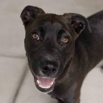 Mixed Breed Dogs Available for Adoption in Pleasanton, California - Tari (puppy) - ECAS | PetCurious